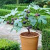 Chicago Hardy Fig Plant - 4 to 6 Inches Long