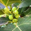 Kadota Fig Plant - 4 to 6 Inc Tall