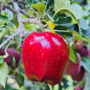 reddeli1 5 3 Red Delicious Apple Tree Plant