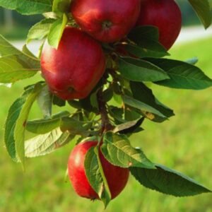 Red Delicious Apple 7 reddeli1 3 1 Red Delicious Apple