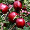 Red Delicious Apple Tree 13 reddeli1 2 Red Delicious Apple Tree