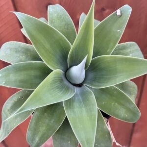 8 37 Green Fox Tail Agave Attenuata Plant for Sale - 4" Well Rooted, No Pot