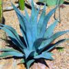Set 2 Blue Agave Tequilana Tequila Plants Live Maguey Tree Plant - 4" Well Rooted, No Pot
