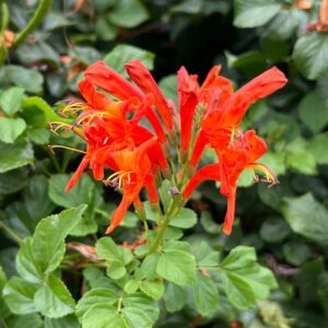 138 4 15 Orange Red Cape Honeysuckle Tecomaria capensis Live Plants Vine - Zone 8-11