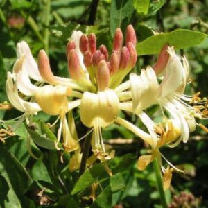 133 8 Set 40 Lonicera Japonica Honeysuckle Vine Mint Crisp - 6-10" in Pot