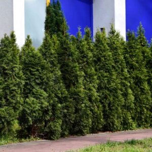 5 44 50 Thuja Green Giant Arborvitae Trees Live Plants - 2.5" Pot - 6-14" Tall
