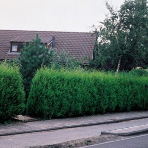 31 3 1 Thuja Green Giant Arborvitae Tree Live Plant - 2.5" Pot - 12-18" Tall