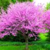 Set 5 Redbud Eastern Red Bud Tree Live Plants - 12-15 Inc Tall - Quart Pot