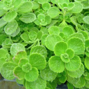 2 34 Plectranthus Tomentosa Vicks Plant