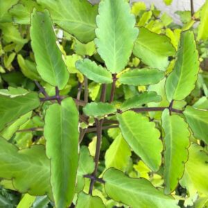 7 26 Kalanchoe Pinnata Live Plant, 4-8 Inch Tall, 4 Inc Pot