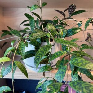 15 23 Black Pagoda Lipstick Aeschynanthus Plant, In 3" Pot