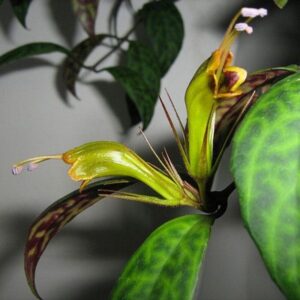 21 11 Aeschynanthus Black Pagoda Lipstick Plant, In 4 Inc Pot