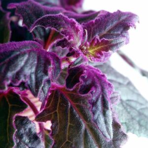 4 28 2 Gynura Aurantiaca Purple Passion Velvet, In 4 Inch Pot
