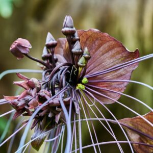 8 18 2 Tacca Chantrieri Black Bat Orchid Plants In 2 Inch Pot, 2 Pots