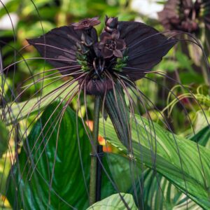 3 19 Tacca Chantrieri Black Bat Flower Plant In 4 Inch Pot