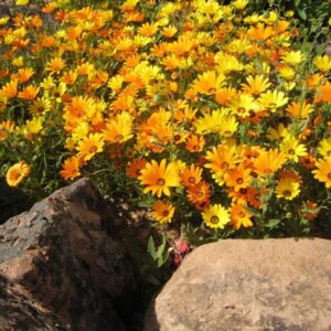 127 African Daisy Seeds, Glandular Cape Marigold Seeds
