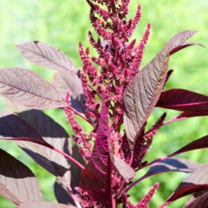 115 2 Red Garnet Amaranth Seeds