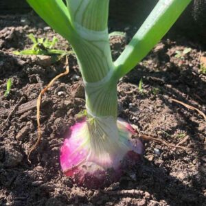 112 1 Red Burgundy Onion Seeds