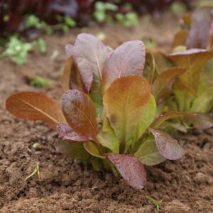 96 Cimmaron, Cos Variety Romaine Lettuce Seeds