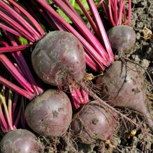 88 1 Detroit Dark Red Beet Seeds