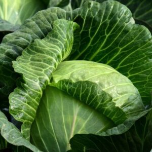 Alternative view of Golden Acre Cabbage Seeds