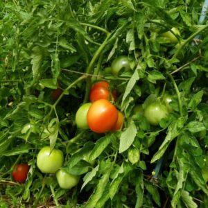 67 9 Rutgers Tomato Seeds
