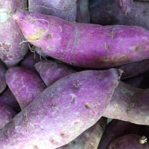 Alternative view of Purple Sweet Potato Slips, Sweet Potato Vine Live Plant - 10 Slips - Non-Gmo Organic - Well Rooted - Zone: 10-11- Outdoors - Full Sun