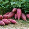 Japanese Red Sweet Potato Slips, Sweet Potato Vine Live Plant - 10 Slips - Non-Gmo Organic - Non-Gmo Organic - Well Rooted - Zone: 10-11- Outdoors - Full Sun