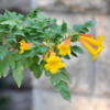 Trumpet Plant Live In 2.5 Inch Container (Flamenco Red, Orange, Yellow, Red)