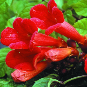 20 17 Trumpet Plant Live, Trumpet Vine In 2.5 Inch Pot (Flamenco Red, Orange, Yellow, Red)