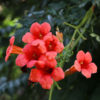 Trumpet Plant Live, Trumpet Vine In 2.5 Inch Pot (Flamenco Red, Orange, Yellow, Red)
