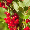 Consort Black Currant, Red Currant, Red Lake Currant, Black Currant Plant Live 5-9 Inc, Choose Variety
