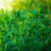 3 Tarragon Plants 4-8" Tall