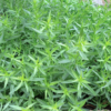 2 Tarragon Plants Live 4-8" Tall