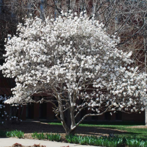 8eeb79c7a808080ce 2 Star Magnolia Tree Live Plant 12-18 Inch Tall, In Gallon Pot