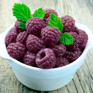 Alternative view of 4 Glencoe Raspberry Trees Live Plant 4-8 Inch Tall