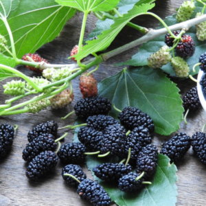 6 49 2 Illinois Everbearing Mulberry Plants 5-8 Inc Tall