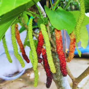 6 48 2 Pakistan Mulberry Plants 6-8 Inc Tall