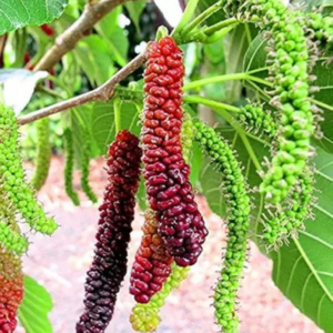 5 56 2 Pakistan Mulberry Plants 6-8 Inc Tall