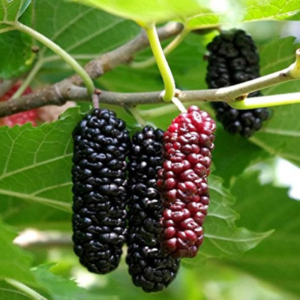 1 33 Illinois Everbearing Mulberry Plant 5-8 Inch Height
