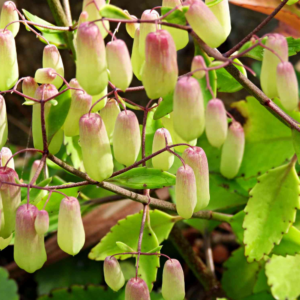 11d56a428d465e43f3 7 2 Kalanchoe Pinnata Plants, Miracle Leaf of Life 4 Inc Pot