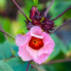 4 Sorrel Roselle Hibiscus Plants, Jamaica Red Roselle Hibiscus 4 Inc Pot