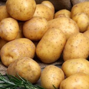 38 Seed Potatoes for Planting Outdoors, Potato Seeds, Russet Seed Potatoes, Fresh Organic Potato Seeds, Potato Tuber, 2 Pound