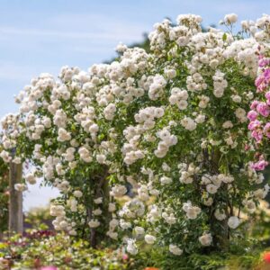 Alternative view of 2 White Iceberg Climbing Rose, White Climber