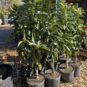 Alternative view of Grafted Mexicola Grande Avocado Tree, Cold Hardy 2-4Ft Tall