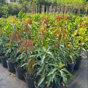 Alternative view of Kesar Mango Tree Grafted (2-4 Feet Tall)