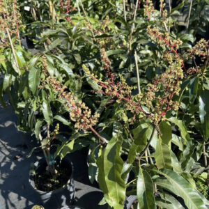 mango 2 13 Glenn Mango Tree Grafted 2-4 Ft Tall