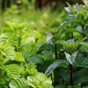 33 Apple Mint Plants Live - 5 to 7 Inch Tall- Fresh Heirloom Mint Plant - Culinary Herb - Indoors Outdoors - Spring/Fall Planting