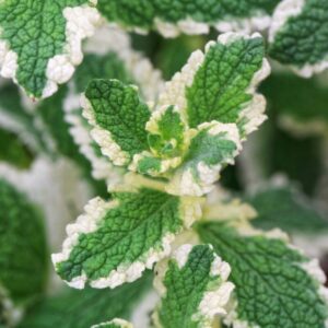 Alternative view of Pineapple Mint Plants Live - 5 to 7 Inch Tall- Fresh Heirloom Mint Plant - Culinary Herb - Indoors Outdoors - Spring/Fall Planting