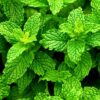 Spearmint Plants Live - 5 to 7 Inch Tall - Fresh Heirloom Mint Plant - Culinary Herb - Indoors Outdoors - Spring/Fall Planting
